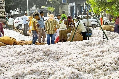 panan mahasangh announce new date for cotton selling in wardha