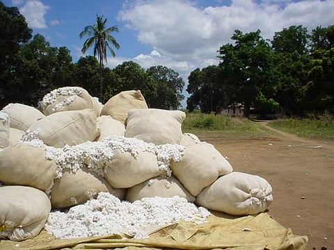 कापसाचे दर हमीभावापेक्षा कमी राहण्याची भीती