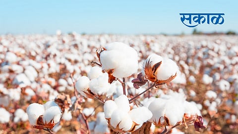 panan cotton selling center will closed at 16 february in yavatmal