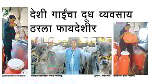 देशी गाईंचा दूध व्यवसाय ठरला फायदेशीर