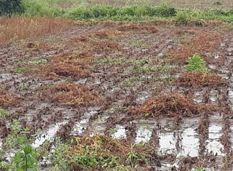 crop damaged due to heavy rain in narkhed of nagpur