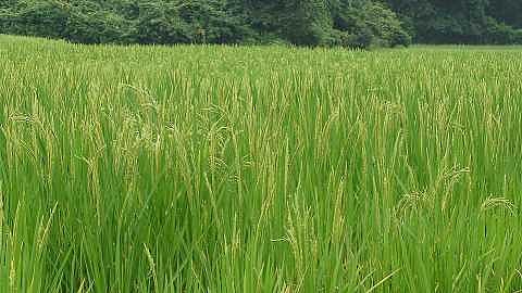 Akola News: Growing cold is nutritious for rabi crop!