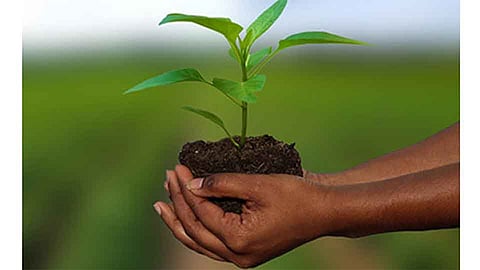 Satisfactory Triple Increase In Crop Insurance Holders In Sindhudurg