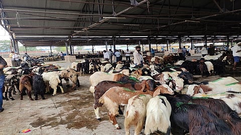 देवनारमधील पशुवधगृहातील बकऱ्यांच्या खरेदी-विक्रीला सुरुवात
