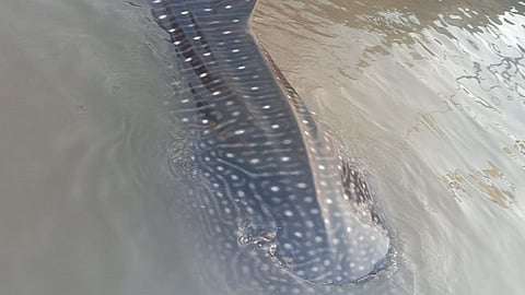 अबब...एवढा माेठा मासा जाळ्यात?