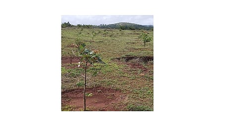 Survived through proper planning ...