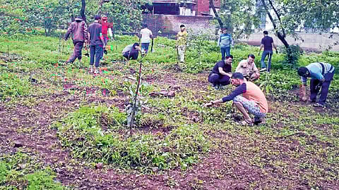 वनौषधींसाठी राबताहेत डॉक्टरांचे हात