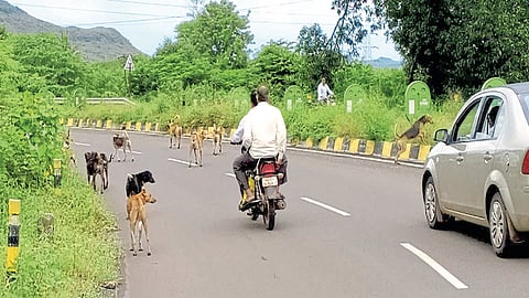 विंगकरांना सतावतेय मोकाट कुत्र्यांची दहशत; हल्ल्याच्या घडताहेत घटना!