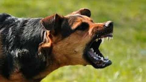 Dog Bite News