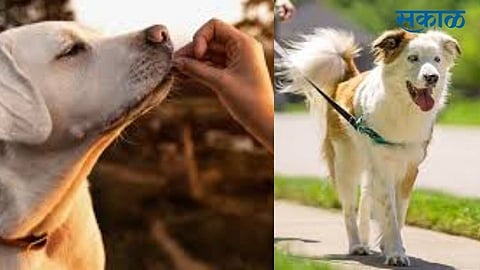 Municipal Corporation impose a fine doglovery marathi news kolhapur