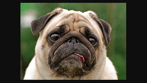 pet dog drives its owners car in china