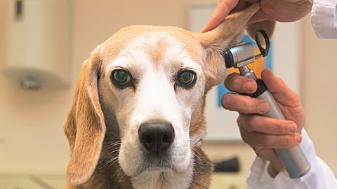 dog-insurance