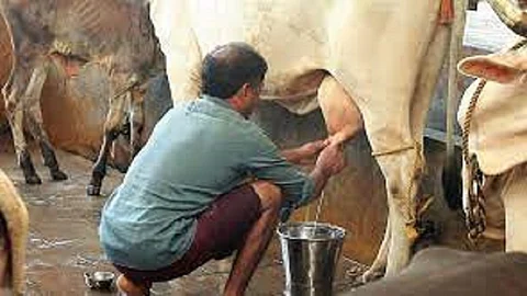 गव्हापेक्षा सरकी ढेप महाग झाल्यांने आणि बिसलरी पेक्षा दुध स्वस्त असल्याने उत्पादन खर्च आणि उत्पादीत मालाच्या विक्री यातील फरकाचा तलमेल कसा बसवावा आणि परिवाराचा गाडा कसा चालवायचा असा मोठा यश प्रश्न गोपालकांन पुढे उभा ठाकला आहे.
