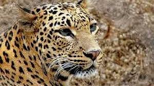 leopard