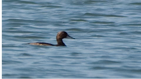 nayansari duck found in wardha