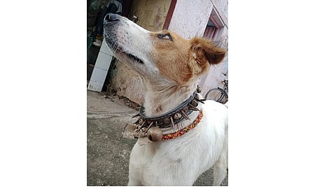 due to Nail Belt a dog escaped from the attack of the leopard