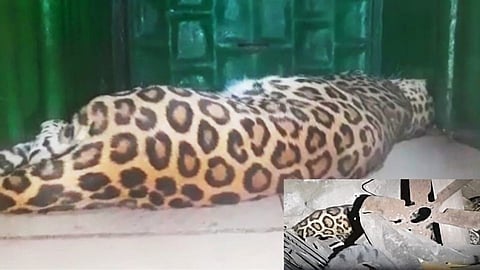 Leopards return to chandoli forest Sanctuary sangli marathi news