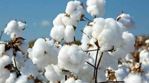 Cotton