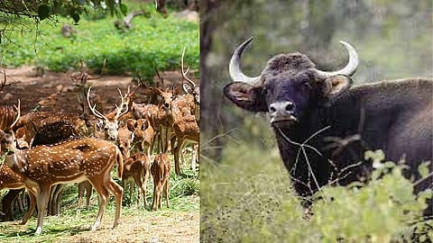 Radhanagari and Sagareshwar sanctuaries closed till April 30 kolhapur marathi news