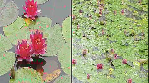 the new category of lotus found by two researchers in kashmir both are from kolhapur