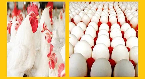 Akola News: Good days for egg and chicken business, farmers joint business started flourishing