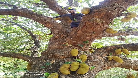 rural areas of Mandangad taluka legumes are grown from the hills