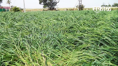 अवकाळी पाऊस धडकला; गहू, ज्वारीसह आंब्याचा माेहराचे नुकसान