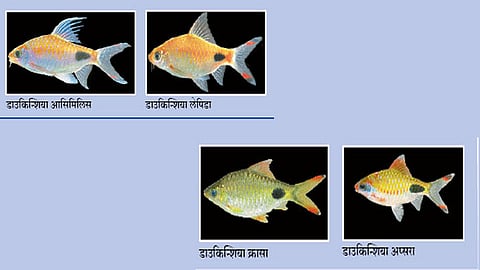 पश्चिम घाटातील शोभिवंत माशांविषयी संशोधन उजेडात; तीन नवीन जातीही शोधल्या