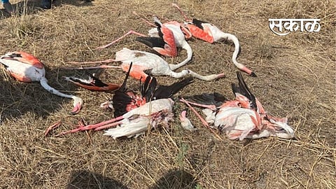 शॉक लागून सहा फ्लेमिंगोंचा मृत्यू; मावळ तालुक्यातील घटना