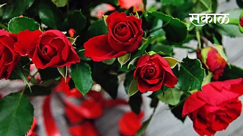 valentine day flower story