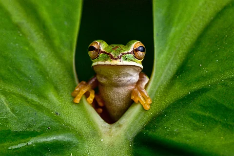 frog