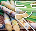 Lump sum FRP ... what's up? The burden of factory loans is also on the farmers