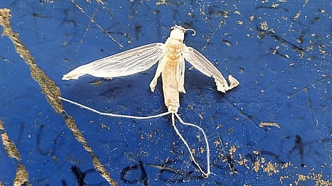 Mayfly Insects Found In Gadhinglaj Kolhapur Marathi News