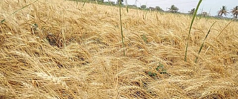 संग्रहित छायाचित्र