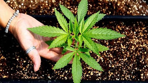 ऑस्ट्रेलियात गांजास कायदेशीर मान्यता