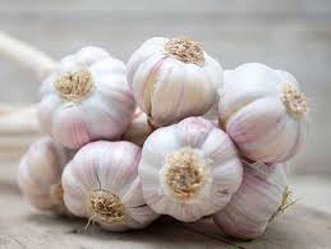 garlic