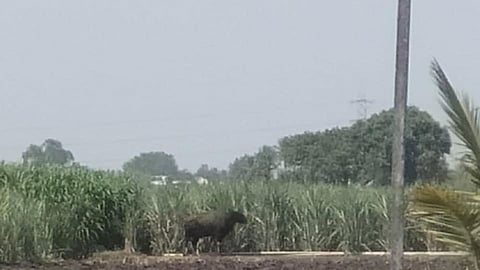 bison seen in ghunki kolhapur festival of village