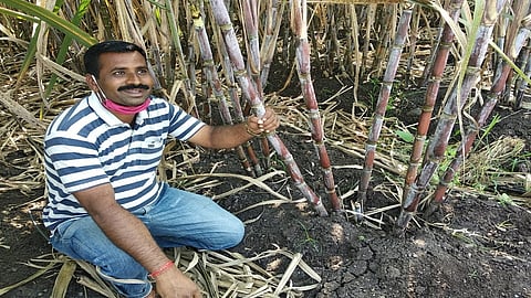the success story of amra patil farer of sangli one acre farming 130 tun sugercane production in sangli