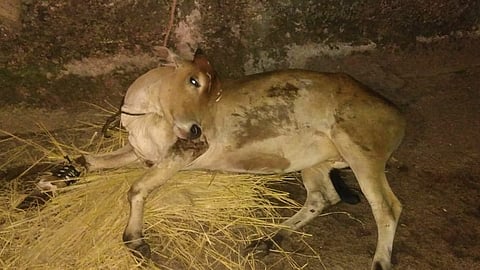 leopard attack again on cow in pavas area people fear of leopard