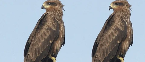 Ghar bird special story in marathi