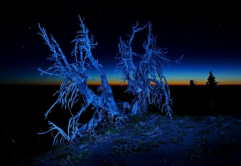 There is a ghost tree on the hill in the forest of Ambhora