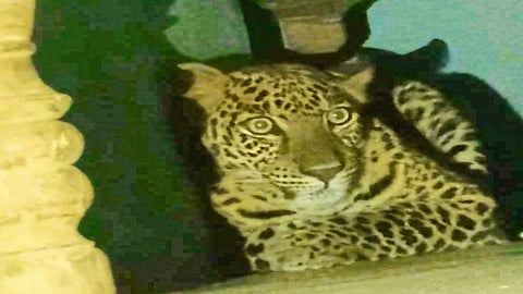 बोंडगावदेवी : घरात ठाण मांडून बसलेला बिबट्या.