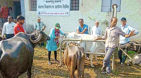 तिरोडा : गाईच्या गर्भात विर्यकांड्या सोडताना पशुधन कर्मचारी.