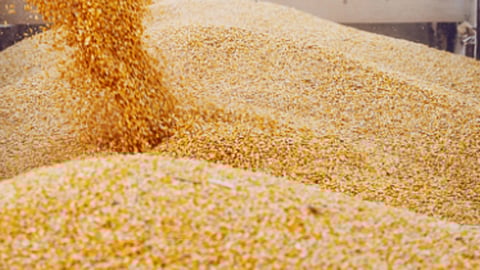 धान्य खपविण्यासाठी आसवनी प्रकल्पांकडे धाव!