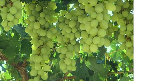 grapes