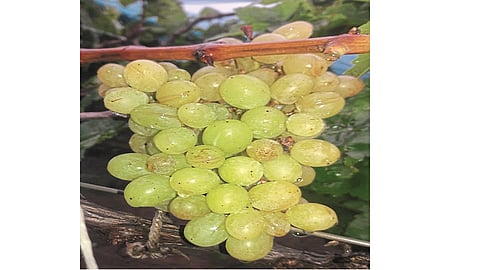 grapes