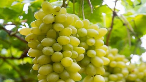 grapes will be available in January nashik news