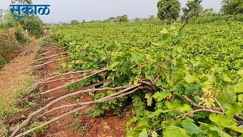 rain in sangli tasgaon grapes crop damage in sangli effect on rate