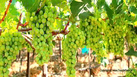 grapes.jpg