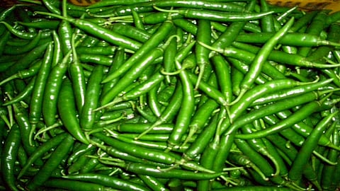 rates of green chilly are fall down from 7 thousand to 1500 rupees